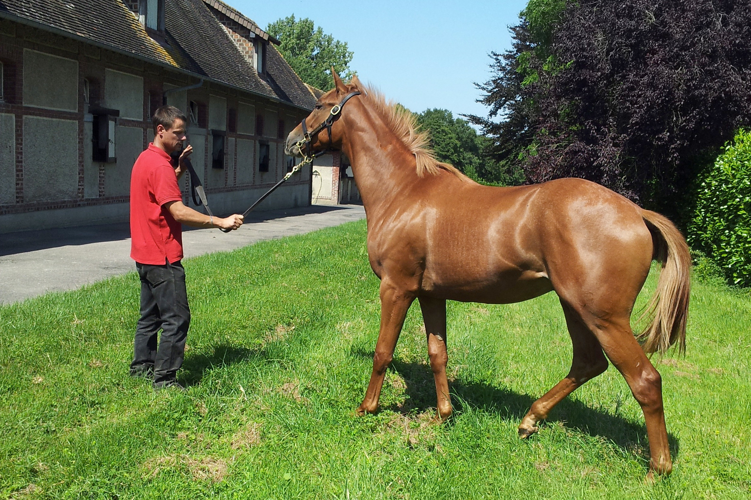 cavalo